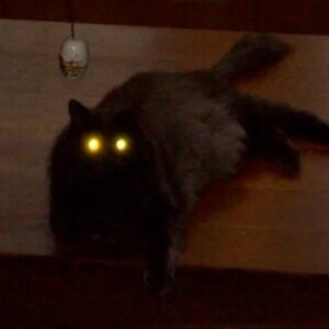 Profile photo of grace