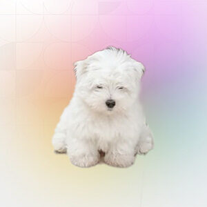 Profile photo of irene