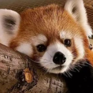 Profile photo of Rosie