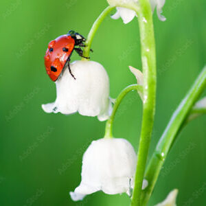 Group logo of 26-JAN T230 1A-5 (Nicole)