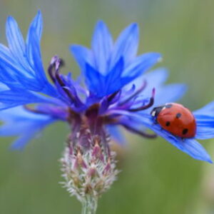 Group logo of 26-JAN GLP T520 1W-2 (Nicole)